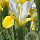 Iris Hollandica Symphony verpakt per 100