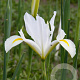 Iris Hollandica White van Vliet verpakt per 100
