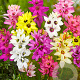 Ixia mix 5 cm verpakt per 100