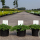 Juniperus comm. 'Green Carpet' 30-40 cm 3,0L