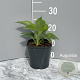 Hosta 'Elegans' GM 2,0L
