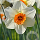 Narcissus 'Barret Browning' 12-14 cm verpakt per 10