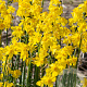 Narcissus 'Cordubensis' verpakt per 100
