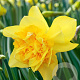 Narcissus 'Dick Wilden' 12-14 cm verpakt per 10