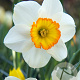 Narcissus 'Flower Record' 12-14 cm verpakt per 10