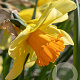 Narcissus 'Fortissimo' 12-14 cm verpakt per 10