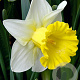 Narcissus 'Las Vegas' 12-14 cm verpakt per 10