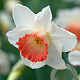Narcissus 'Pink Charm' 12-14 cm verpakt per 10