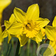 Narcissus 'Standard Value' 12-14 cm verpakt per 10