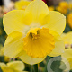Narcissus Cairngorm 12-14 cm verpakt per 10