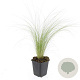 Stipa tenuissima 'Ponytails' GM P9