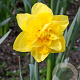 Narcissus Golden Ducat 12-14 cm verpakt per 10