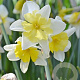 Narcissus Prom Dance 12-14 cm verpakt per 10