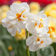 Narcissus Sir Winston Churchill 12-14 cm verpakt per 10