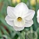 Narcissus Stainless 12-14 cm verpakt per 10
