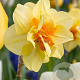 Narcissus Tahiti 12-14 cm verpakt per 10