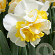 Narcissus Westward 12-14 cm verpakt per 10