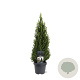 Picea gl. Perfecta 60-70 cm 5,0L