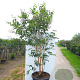 Heptacodium miconioides 150-175 cm cont. 110L meerstammig
