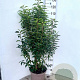 Prunus lusitanica 'Angustifolia' 100-120 cm 10L