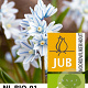 Puschkinia libanotica verpakt per 100