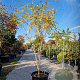 Koelreuteria paniculata 200-250 cm container meerstammig extra
