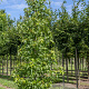 Liquidambar s. 'Worplesdon' 16-18 cm draadkluit geveerd