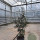 Quercus ilex 125-150 cm 25L