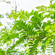 Robinia pseudoacacia 16-18 HO draadkluit