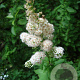 Spiraea latifolia 40-60 cm wortelgoed