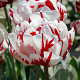 Tulipa 'Carnaval De Nice' 11-12 cm verpakt per 100