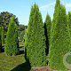 Thuja occ. 'Smaragd' 275-300 cm draadkluit