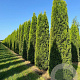 Thuja occ. 'Smaragd' 275-300 cm draadkluit