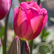 Tulipa 'Don Quichotte' 11-12 cm verpakt per 100
