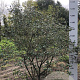 Viburnum burkwoodii 200-250 cm draadkluit meerstammig