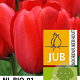 Tulipa 'Red Impression' 11-12 cm verpakt per 100