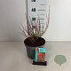 Cornus sericea 'Kelseyi' 30-40 cm 3,5L