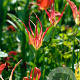 Tulipa acuminata GM verpakt per 100