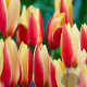 Tulipa chrysantha Tubergen's Gem verpakt per 100