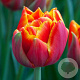 Tulipa Crossfire 12 cm verpakt per 100