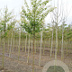 Prunus maackii 'Amber Beauty' 12-14 HO draadkluit