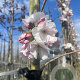 Prunus ser. 'Amanogawa' 10-12 cm draadkluit geveerd