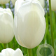 Tulipa Hakuun 11-12 cm verpakt per 100