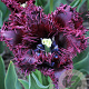 Tulipa Labrador 12 cm verpakt per 100