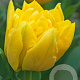 Tulipa Marie Jo 11-12 cm verpakt per 100