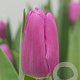 Tulipa Fortress 11-12 cm verpakt per 100