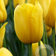 Tulipa Muscadet 12 cm verpakt per 100
