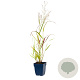 Panicum virgatum 'Squaw' GM  P11