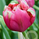 Tulipa Renown Unique 12 cm verpakt per 100