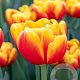 Tulipa Shell 11-12 cm verpakt per 100